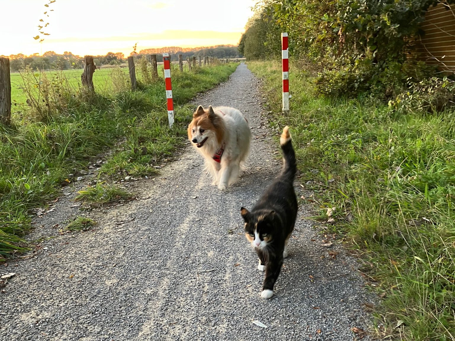 Pfotenfreunde Morrack über uns